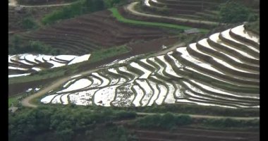 Vietnam dağ tarlaları