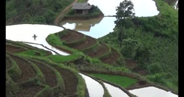 Vietnam dağ tarlaları