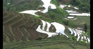 Vietnam dağ tarlaları