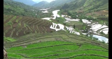 Vietnam dağ tarlaları