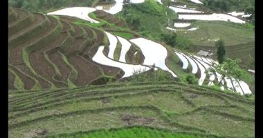 Vietnam dağ tarlaları