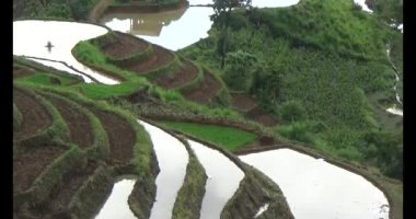 Vietnam dağ tarlaları