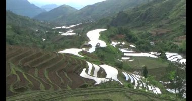Vietnam dağ tarlaları