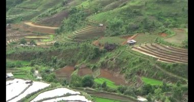 Vietnam dağ tarlaları