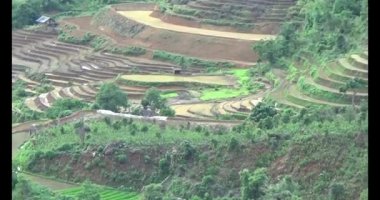 Vietnam dağ tarlaları