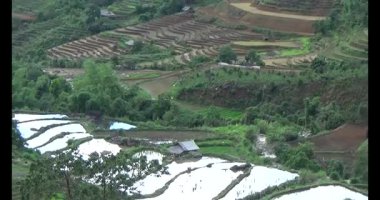 Vietnam dağ tarlaları