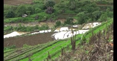 Vietnam dağ tarlaları