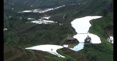 Vietnam dağ tarlaları