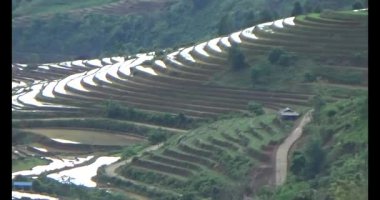 Vietnam dağ tarlaları
