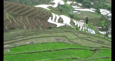 Vietnam dağ tarlaları