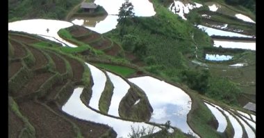 Vietnam dağ tarlaları