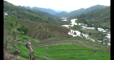 Vietnam dağ tarlaları