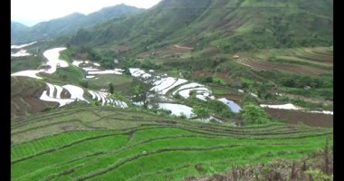 Vietnam dağ tarlaları