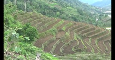 Vietnam dağ tarlaları