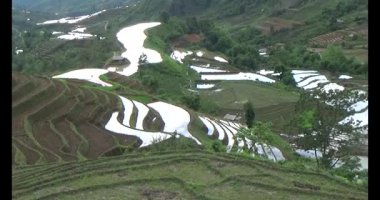 Vietnam dağ tarlaları