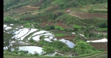 Vietnam dağ tarlaları