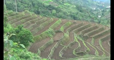 Vietnam dağ tarlaları