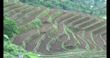 Vietnam dağ tarlaları