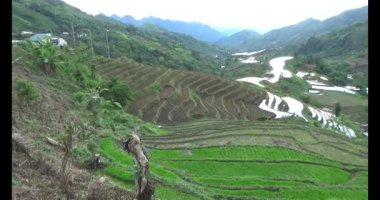 Vietnam dağ tarlaları