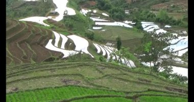 Vietnam dağ tarlaları