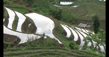 Vietnam dağ tarlaları