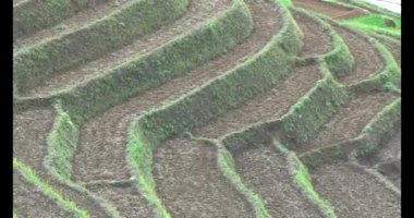 Vietnam dağ tarlaları