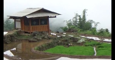 Vietnam dağ tarlaları