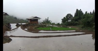 Vietnam dağ tarlaları