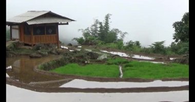 Vietnam dağ tarlaları