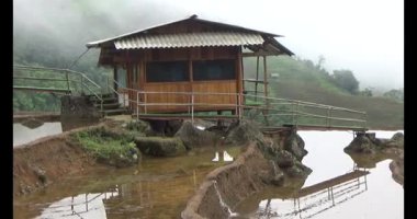 Vietnam dağ tarlaları