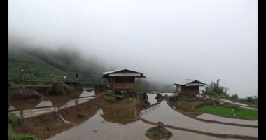 Vietnam dağ tarlaları