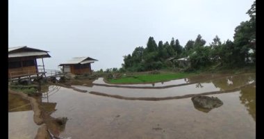 Vietnam dağ tarlaları