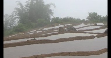 Vietnam dağ tarlaları