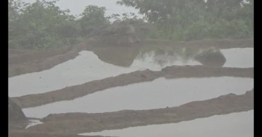 Vietnam dağ tarlaları