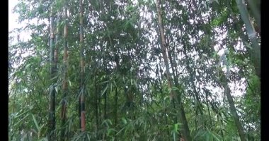 Dağ Bambu Ormanı