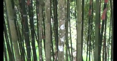 Dağ Bambu Ormanı