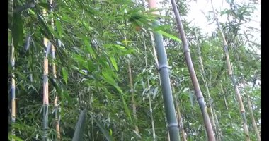 Dağ Bambu Ormanı