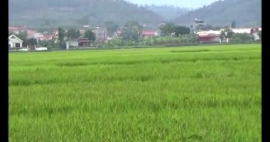 pirinç alan Rüzgar