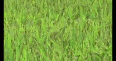 pirinç alan Rüzgar