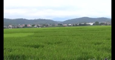 pirinç alan Rüzgar