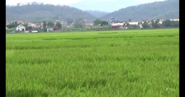 pirinç alan Rüzgar