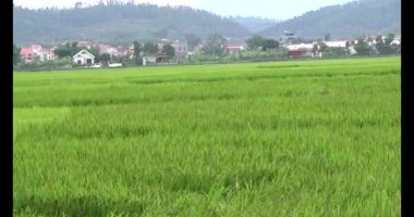 pirinç alan Rüzgar