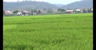 pirinç alan Rüzgar