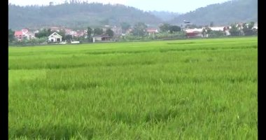 pirinç alan Rüzgar