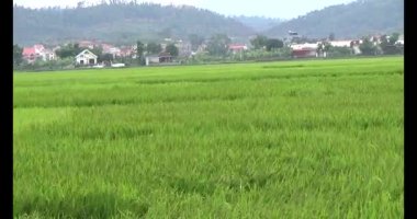 pirinç alan Rüzgar