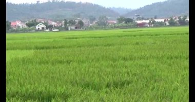 pirinç alan Rüzgar