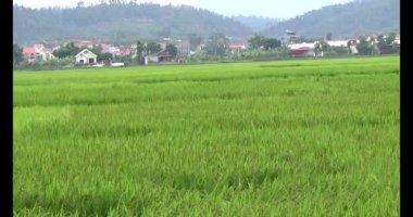 pirinç alan Rüzgar