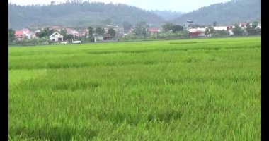 pirinç alan Rüzgar