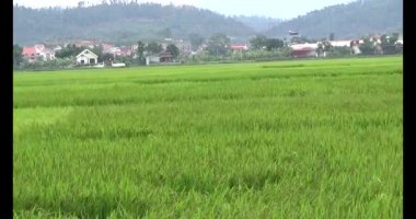 pirinç alan Rüzgar