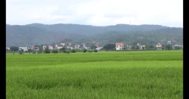 pirinç alan Rüzgar